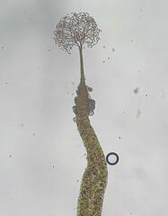 Clastoderma debaryanum