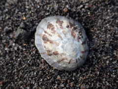 Cellana radians