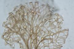 Clastoderma debaryanum