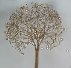 Clastoderma debaryanum