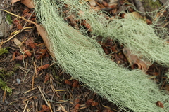 Usnea trichodea