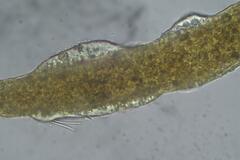 Clastoderma debaryanum