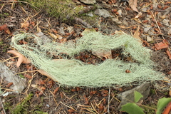 Usnea trichodea