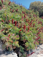 Melianthus major