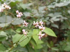 Persicaria senticosa