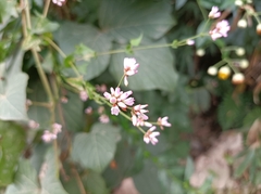 Persicaria senticosa