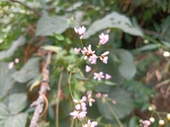 Persicaria senticosa