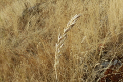 Bromus