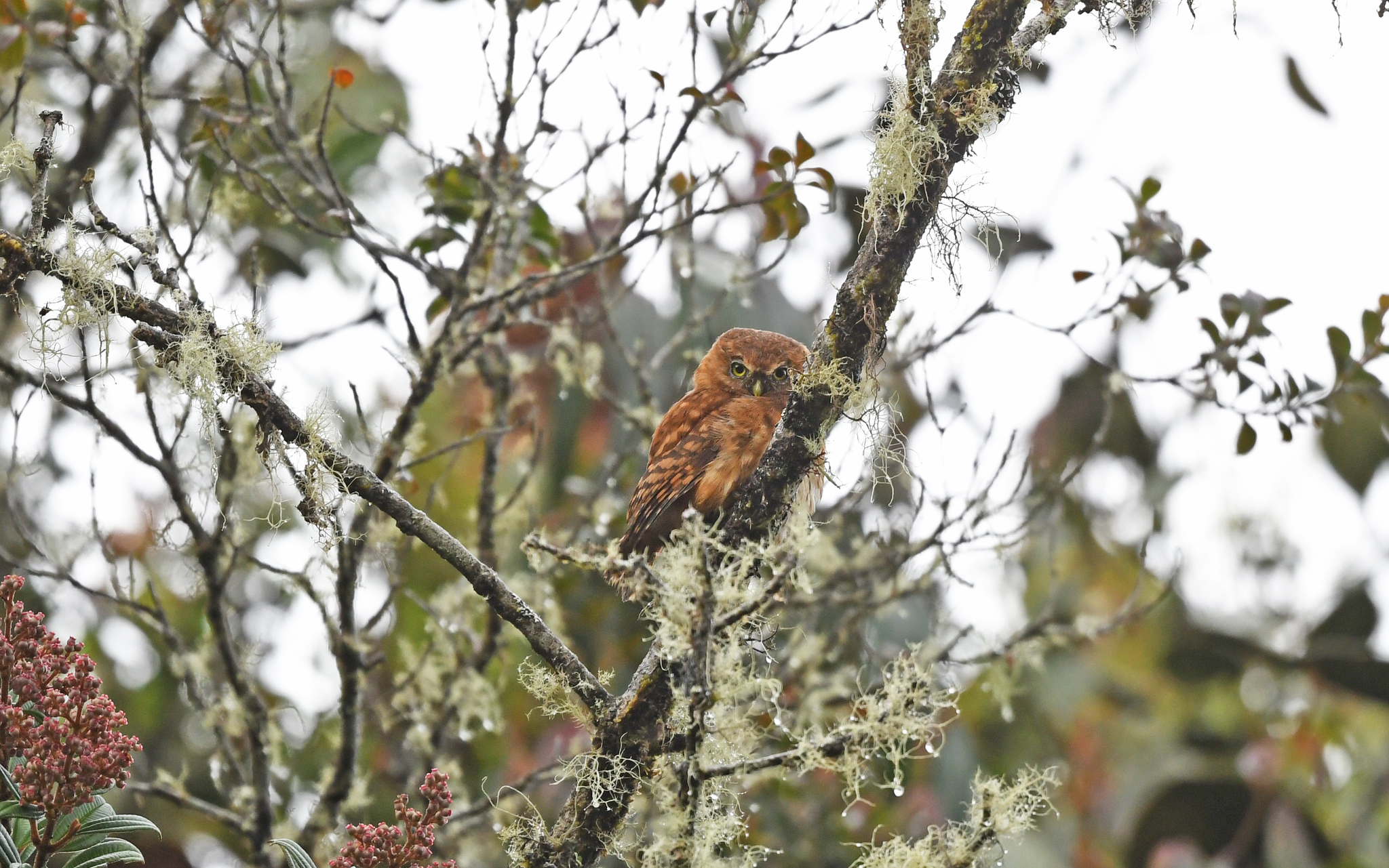 Andean Pygmy Owl (Glaucidium jardinii), photo 5