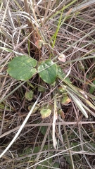 Luis Capeletti, CC0, iNaturalist via GBIF Stigmaphyllon bonariense, photograph Luis Capeletti, CC0, iNaturalist via GBIF