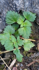 Nanocnide japonica