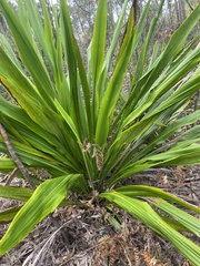 Doryanthes excelsa