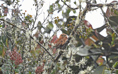 Andean Pygmy Owl (Glaucidium jardinii), photo 4