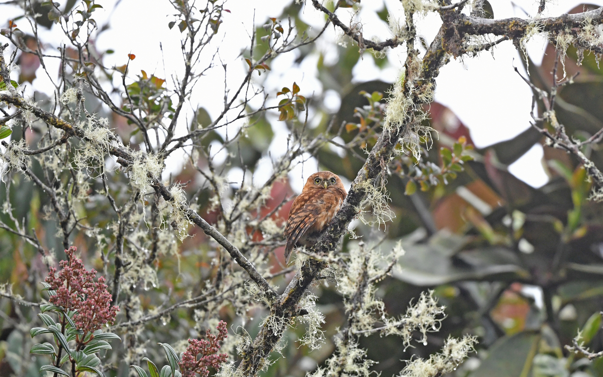Andean Pygmy Owl (Glaucidium jardinii), photo 4