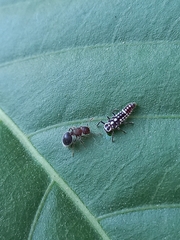 Meranoplus bicolor