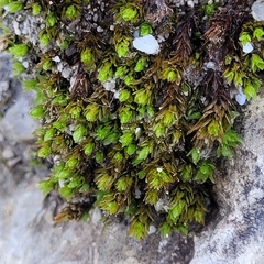 Encalypta streptocarpa