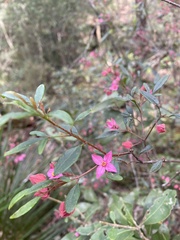Boronia