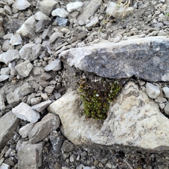 Encalypta streptocarpa