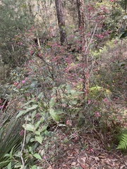 Boronia