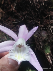 Pleione