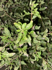 Zanthoxylum hirsutum