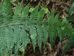Asplenium bulbiferum