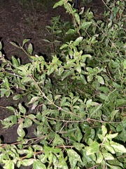 Zanthoxylum hirsutum