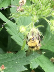 Bombus flavifrons