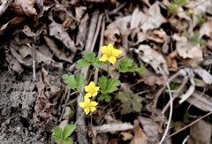 Waldsteinia ternata