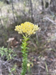 Cassinia denticulata
