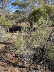 Pimelea microcephala microcephala