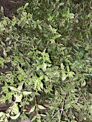 Zanthoxylum hirsutum