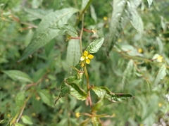 Ludwigia hyssopifolia