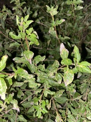 Zanthoxylum hirsutum