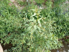 Ludwigia hyssopifolia