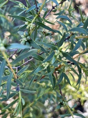 Pimelea microcephala microcephala