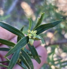 Pimelea microcephala microcephala