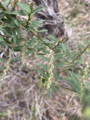 Bossiaea stephensonii