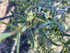 Pimelea microcephala microcephala