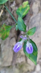 Rungia taiwanensis