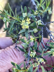 Pimelea microcephala microcephala