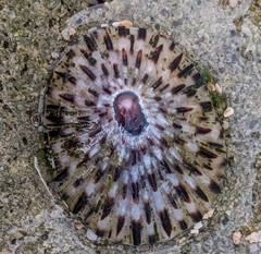 Cellana