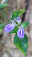 Rungia taiwanensis
