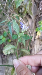 Rungia taiwanensis