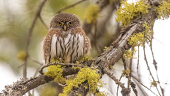 Glaucidium gnoma