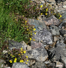 Erythranthe tilingii