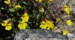 Erythranthe tilingii