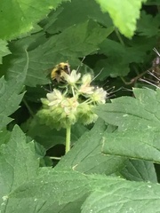 Bombus flavifrons