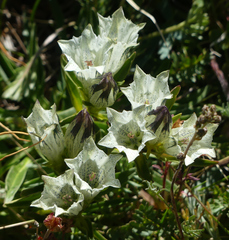 Gentiana algida