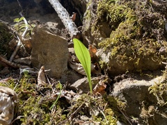 Allium ochotense